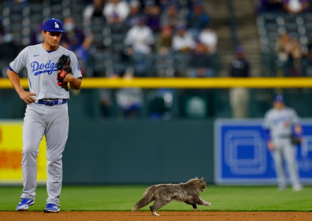 AJ Pollock, Corey Seager, cat