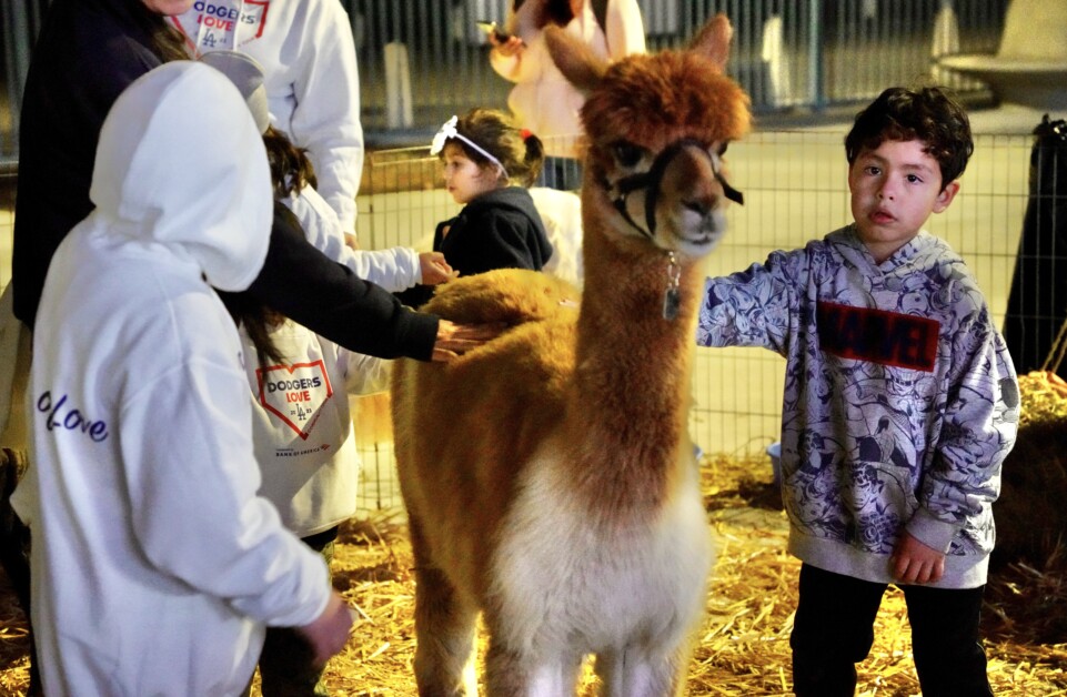 Child Petting Alpaca