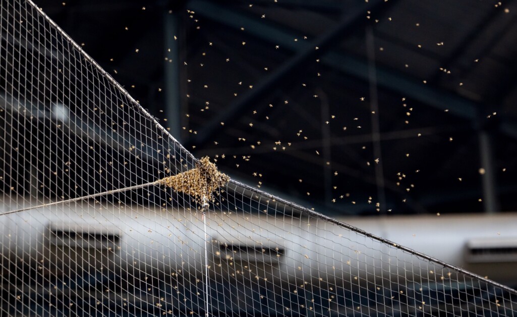 Chase Field, Bees